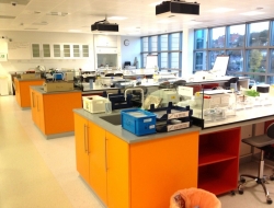 Lab Counters